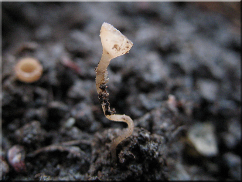 Ciboria amentacea