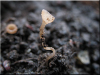 Ktzchen-Stromabecherling - Ciboria amentacea