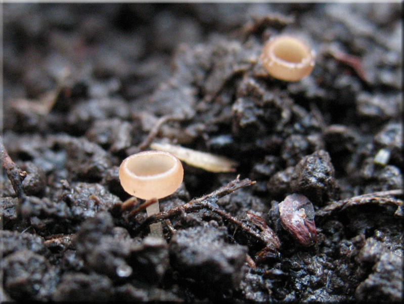 Ciboria amentacea