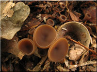 Eichel-Stromabecherling - Ciboria batschiana