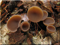 Eichel-Stromabecherling - Ciboria batschiana