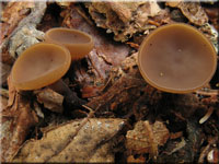 Eichel-Stromabecherling - Ciboria batschiana