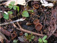 Anemonenbecherling - Dumontinia tuberosa