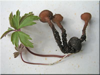 Anemonenbecherling - Dumontinia tuberosa