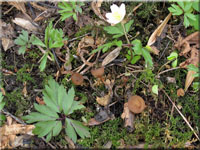 Anemonenbecherling - Dumontinia tuberosa