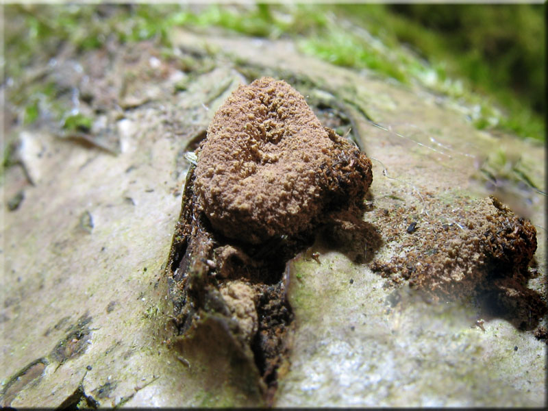 Kleiiger B�schelbecherling - Encoelia furfuracea