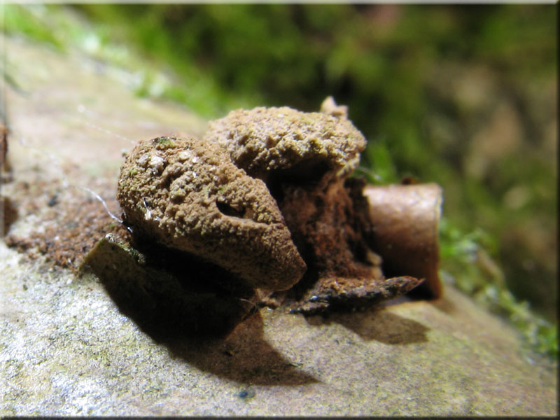 Kleiiger B�schelbecherling - Encoelia furfuracea