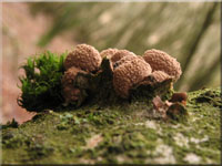 Kleiiger Bschelbecherling - Encoelia furfuracea