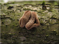 Kleiiger Bschelbecherling - Encoelia furfuracea