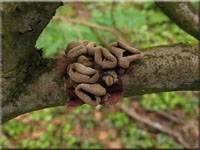 Kleiiger Bschelbecherling - Encoelia furfuracea