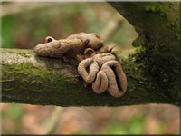 Kleiiger Bschelbecherling - Encoelia furfuracea