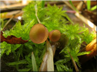 Currey's Sumpf-Becherling - Myriosclerotinia curreyana