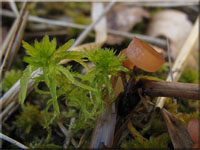 Currey's Sumpf-Becherling - Myriosclerotinia curreyana