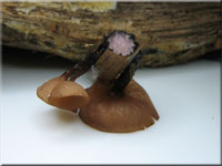 Currey's Sumpf-Becherling - Myriosclerotinia curreyana