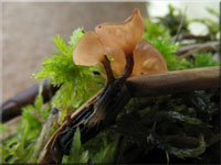 Currey's Sumpf-Becherling - Myriosclerotinia curreyana