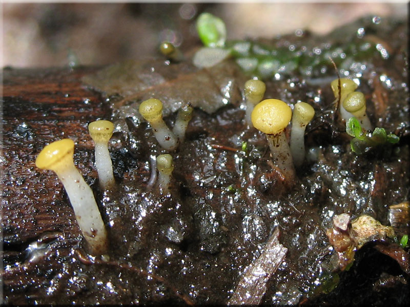 Abgestutztes Fadenscheibchen - Vibrissea truncorum