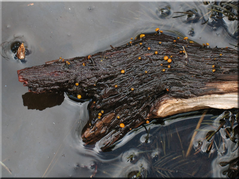 Abgestutztes Fadenscheibchen - Vibrissea truncorum