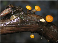 Abgestutztes Fadenscheibchen - Vibrissea truncorum