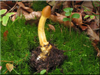 Kopfige Kernkeule - Cordyceps capitata