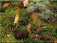 Kopfige Kernkeule - Cordyceps capitata