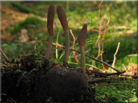 Zungen-Kernkeule - Cordyceps ophioglossoides