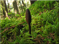 Zungen-Kernkeule - Cordyceps ophioglossoides