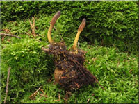 Zungen-Kernkeule - Cordyceps ophioglossoides