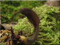 Zungen-Kernkeule - Cordyceps ophioglossoides