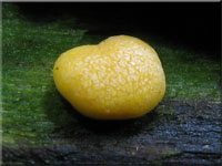 Trockener Kugelpustelpilz - Hypocrea aureoviridis