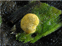 Trockener Kugelpustelpilz - Hypocrea aureoviridis