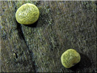 Trockener Kugelpustelpilz - Hypocrea aureoviridis