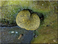 Trockener Kugelpustelpilz - Hypocrea aureoviridis