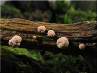 Zinnoberroter Pustelpilz - Nectria cinnabarina