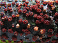 Zinnoberroter Pustelpilz - Nectria cinnabarina
