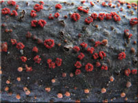 Zinnoberroter Pustelpilz - Nectria cinnabarina