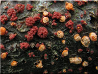 Zinnoberroter Pustelpilz - Nectria cinnabarina