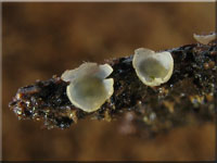 Gemeines Schalen-Knopfbecherchen - Hyalorbilia inflatula