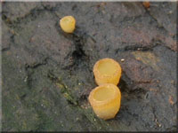 Groer Dickstiel-Kotling - Ascobolus lignatilis