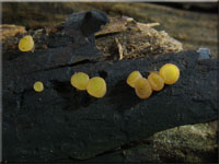 Groer Dickstiel-Kotling - Ascobolus lignatilis