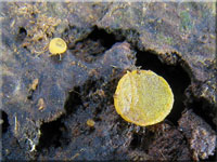 Groer Dickstiel-Kotling - Ascobolus lignatilis
