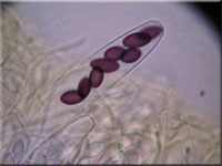 Groer Dickstiel-Kotling - Ascobolus lignatilis