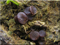 Kleiiger Kotling - Ascobolus stercorarius