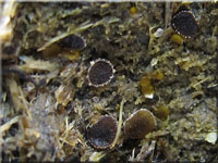 Kleiiger Kotling - Ascobolus stercorarius