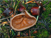 Scheiben-Lorchel - Gyromitra ancilis