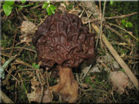 Frhjahrslorchel - Gyromitra esculenta