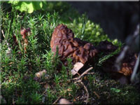 Frhjahrslorchel - Gyromitra esculenta