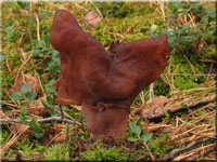Bischofsmtzen-Lorchel - Gyromitra infula