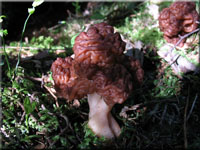 Fr�hjahrslorchel - Gyromitra esculenta