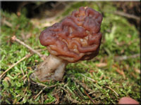 Fr�hjahrslorchel - Gyromitra esculenta
