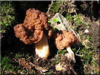 Fr�hjahrslorchel - Gyromitra esculenta